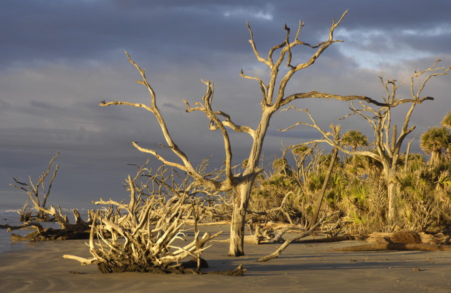 Sunrise on shore of boneyard beach